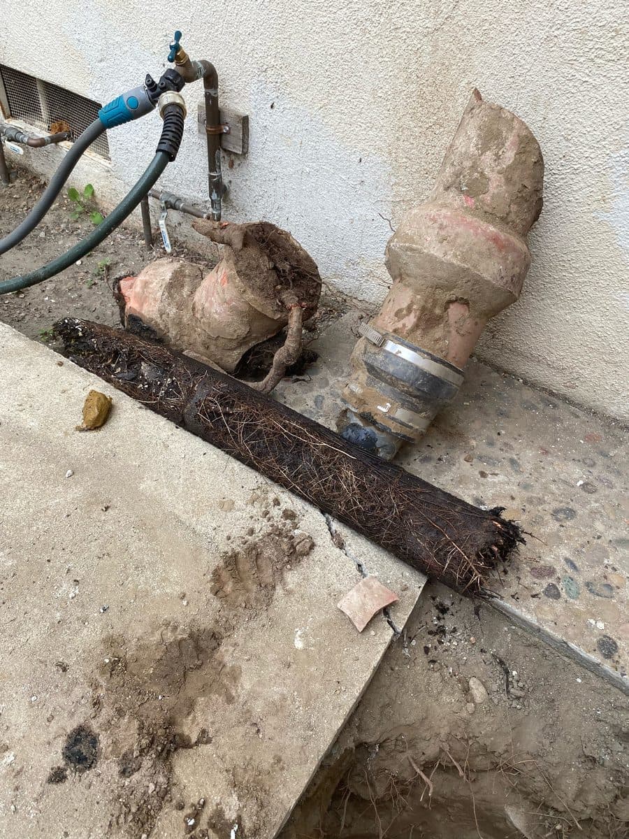 Section of clay sewer pipe packed solid with tree roots, pulled out beside its replacement